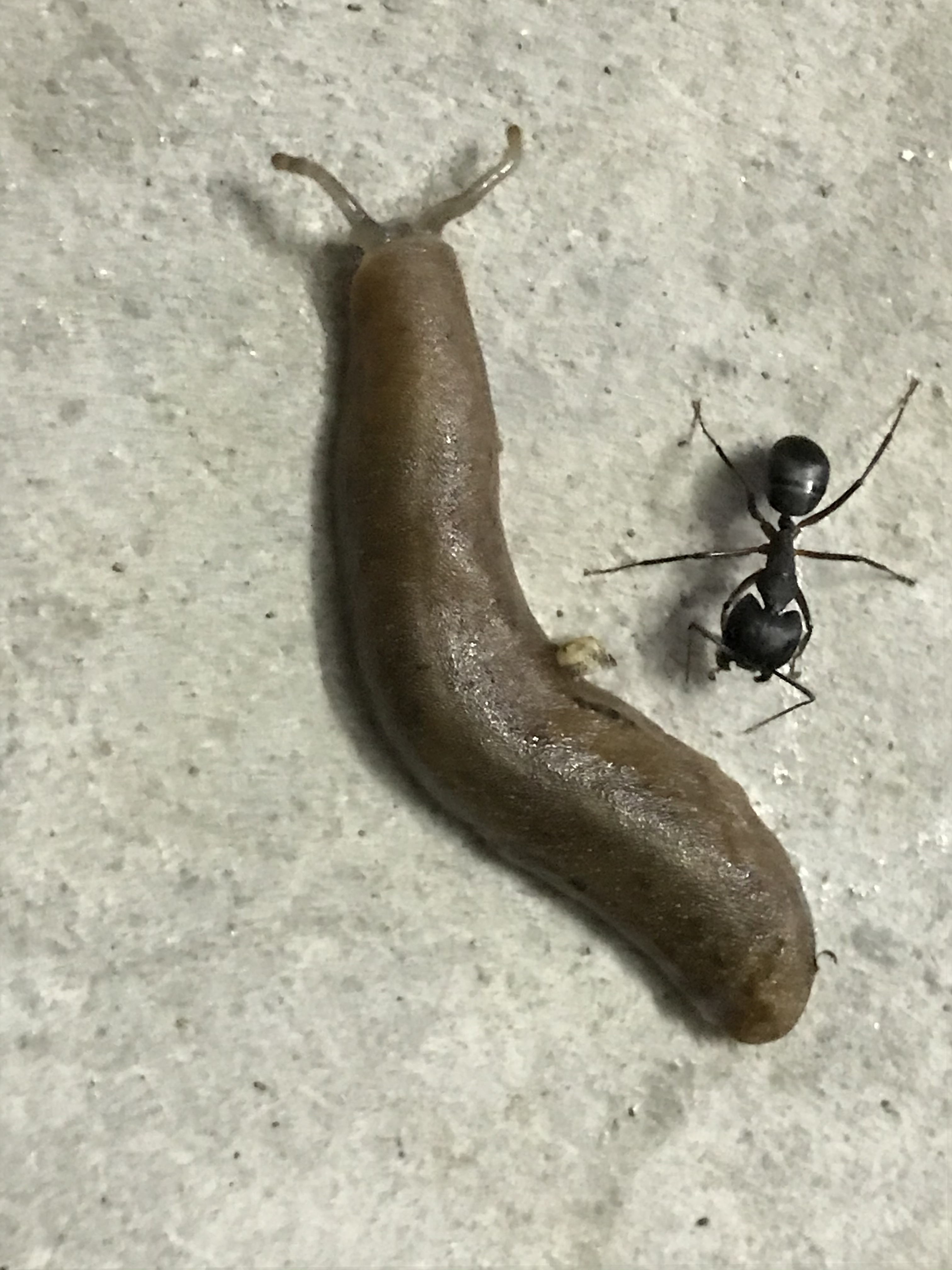 Slug &amp; Carpenter ant