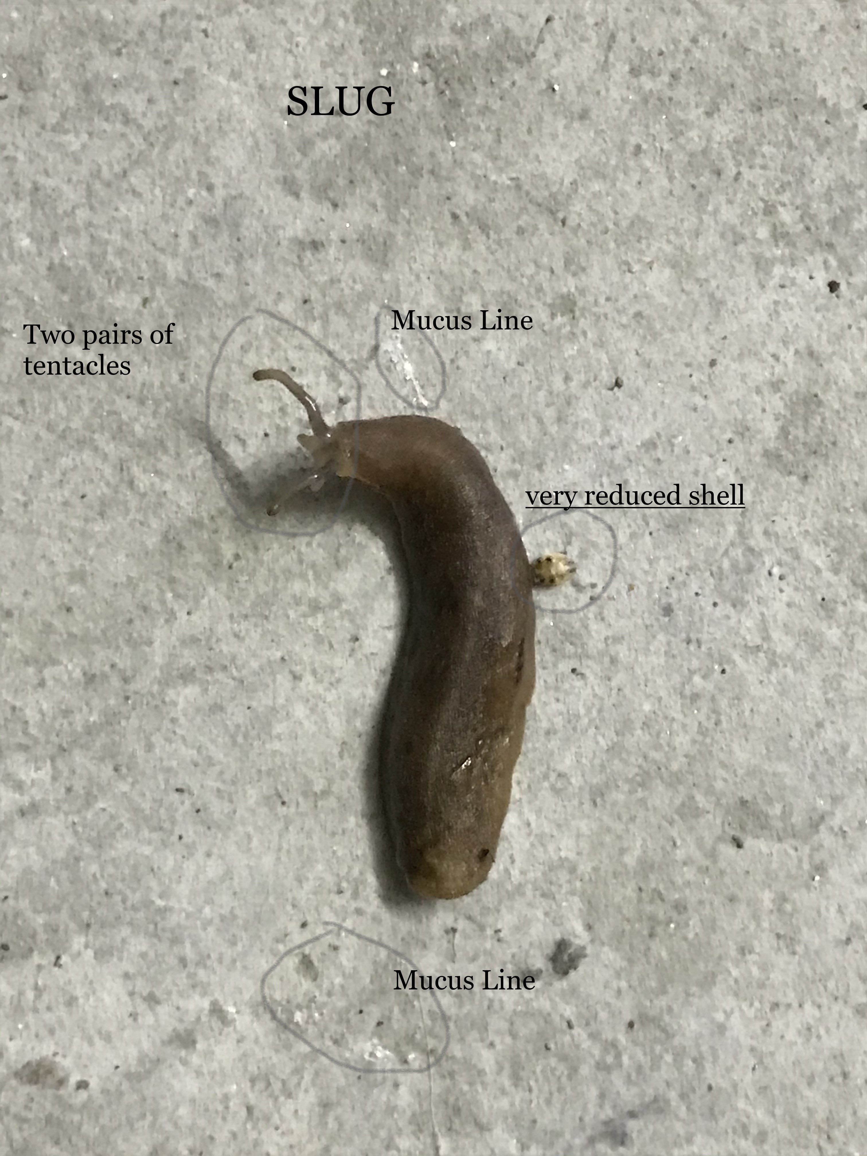 Slug with Marking